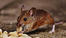 24 Hour & Emergency Exterminators in Meadow Creek, NC